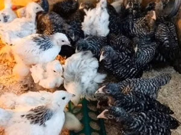 Chickens