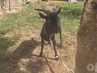 Ziege, Murcia-Granada goats — Foto 8