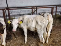 Bovinos (lote, sexo no especificado), Simmental cattle — foto 1