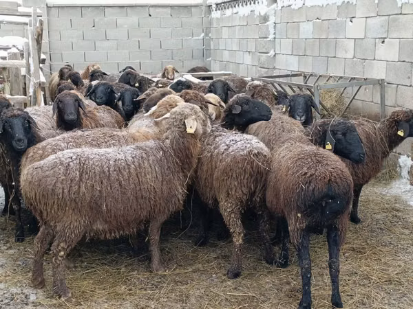 Carnero, Ovejas
