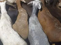 Widder, Kazakh fat-tailed coarsewool sheep — Foto 2