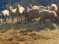 Schaf, Edilbay sheep — Foto 4