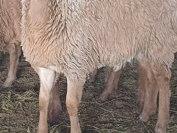 Schaf, Schafe