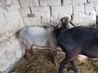 母羊, Sheep — 照片 2