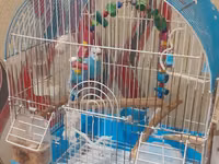 Dalmatin və açıq mavi rəng çalarlarında iki papuqay cütü – qəfəs və — Foto 2