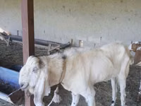 تيس, Beetal goats — الصورة 1
