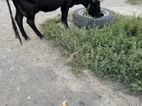 母牛, Russian Black pied cattle — 照片 5