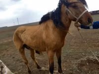 Toychoq, Kazakh horse — 1-rasm