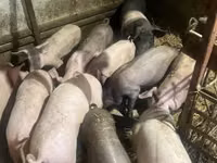 Pigs (batch, sex not specified), Pigs — photo 5