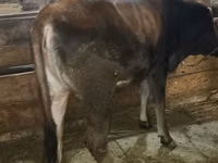 母牛, Swiss cattle — 照片 3