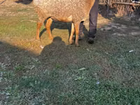 Schaf, Arashan sheep — Foto 1