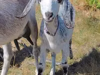 母山羊, Nubian Goat — 照片 3