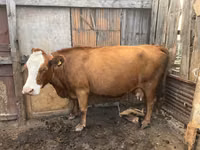 Kuh, Simmental cattle — Foto 2
