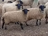 Oveja, Merino sheep — foto 4