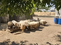 كبش, Racka sheep — الصورة 3
