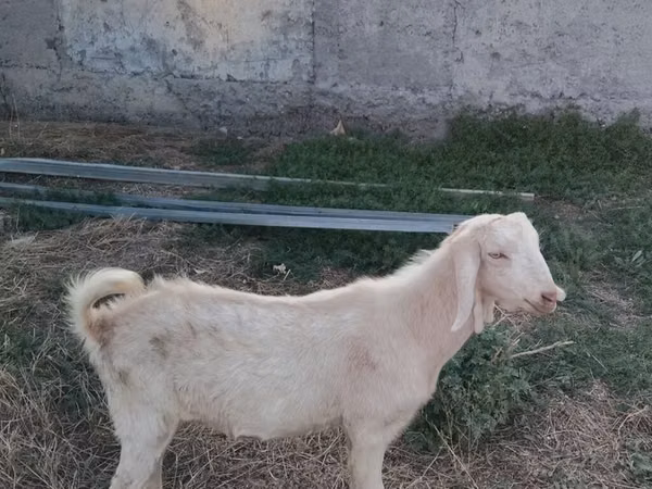 Ziegenbock, Beetal goats