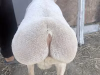 Қошқар, Arashan sheep — 3-сурет