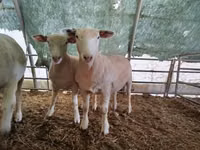 Oveja, Ile-de-France sheep — foto 3