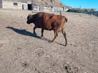 母牛, Latvian Blue cattle — 照片 2
