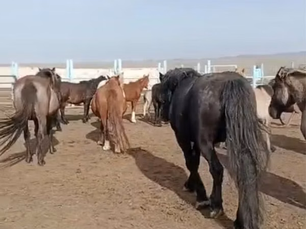 Ат, Аттар — Казакстан
