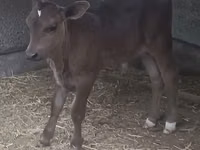 公牛, Swiss cattle — 照片 4