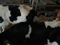 Toro, Russian Black pied cattle — foto 2