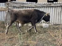 公牛, Cattle — 照片 1