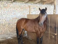 Hengst, Thoroughbred horse — Foto 6