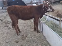 Kuh, Latvian Blue cattle — Foto 8