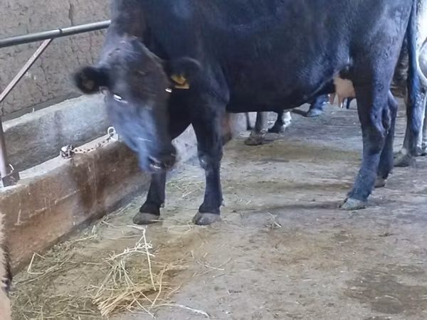 Kuh, Aberdeen-Angus