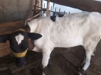 母牛, Russian Black pied cattle — 照片 2