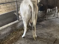 母牛, Cattle — 照片 2