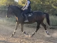 Hengst, Nonius horse — Foto 1
