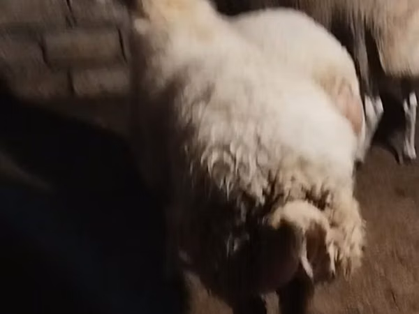 绵羊（批次，未指定性别）, Sheep
