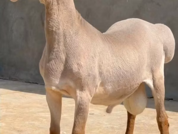 كبش, Arashan sheep