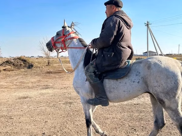 Hengst, Pferde — Kasachstan