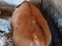Kuh, Simmental cattle — Foto 2