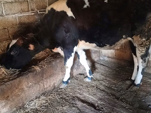 Cow, Simmental cattle