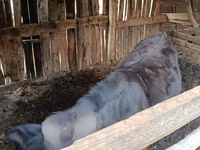 Bulle, Swiss cattle — Foto 4