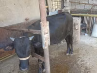 ثور, Russian Black pied cattle — الصورة 3