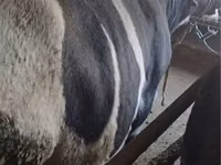 公牛, Cattle — 照片 5