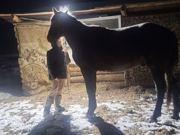 Caballo, New Altai Horse