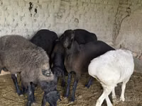 Ovejas (lote, sexo no especificado), Ovejas — foto 6