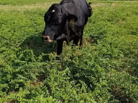 Bulle, Rote hornlose Kuh — Foto 2
