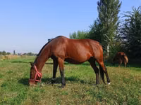 فرس, Thoroughbred horse — الصورة 1