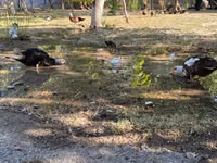 Domestic Muscovy — photo 7