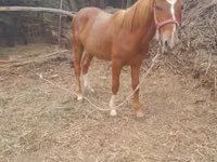 Caballos (lote, sexo no especificado), Caballos — foto 1