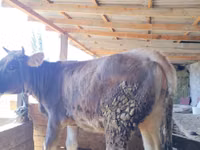 Vaca, Swiss cattle — foto 6