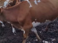 Vaca, Simmental cattle — foto 6