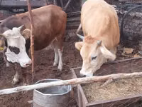 Kuh, Simmental cattle — Foto 1